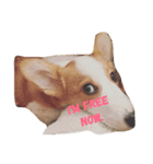 保護犬出身のコルク。（個別スタンプ：7）