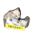 ねこねこねこ1（個別スタンプ：1）