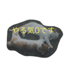 ねこねこねこ1（個別スタンプ：2）