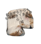 ねこねこねこ1（個別スタンプ：3）