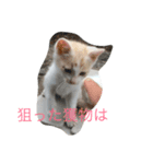 ねこねこねこ1（個別スタンプ：5）