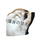 ねこねこねこ1（個別スタンプ：6）