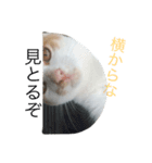 ねこねこねこ1（個別スタンプ：7）