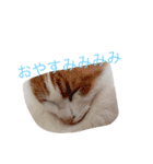 ねこねこねこ1（個別スタンプ：8）