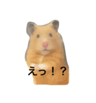 ハムスターまつり（個別スタンプ：1）