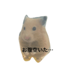 ハムスターまつり（個別スタンプ：4）