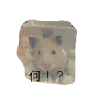 ハムスターまつり（個別スタンプ：6）