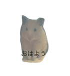 ハムスターまつり（個別スタンプ：7）