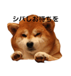 柴犬りんちゃん おはつ（個別スタンプ：1）