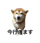 柴犬りんちゃん おはつ（個別スタンプ：2）