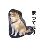 柴犬りんちゃん おはつ（個別スタンプ：3）