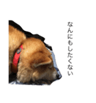 柴犬りんちゃん おはつ（個別スタンプ：4）