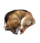 柴犬りんちゃん おはつ（個別スタンプ：6）