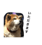 柴犬りんちゃん おはつ（個別スタンプ：7）