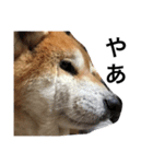 柴犬りんちゃん おはつ（個別スタンプ：8）