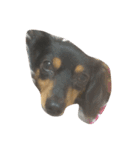 リリー 犬（個別スタンプ：1）