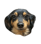 リリー 犬（個別スタンプ：3）