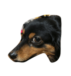 リリー 犬（個別スタンプ：4）