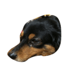 リリー 犬（個別スタンプ：5）