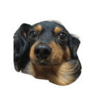 リリー 犬（個別スタンプ：6）
