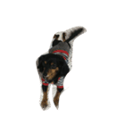 リリー 犬（個別スタンプ：7）