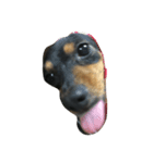 リリー 犬（個別スタンプ：8）