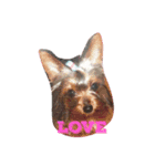 lovery dogs（個別スタンプ：1）