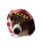 lovery dogs（個別スタンプ：2）