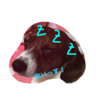 lovery dogs（個別スタンプ：3）
