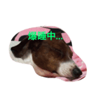 lovery dogs（個別スタンプ：4）