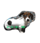lovery dogs（個別スタンプ：5）