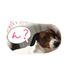 lovery dogs（個別スタンプ：7）