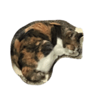 ねこ？！？！？！（個別スタンプ：1）