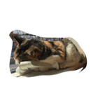ねこ？！？！？！（個別スタンプ：2）