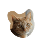 ねこ？！？！？！（個別スタンプ：4）