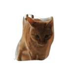 ねこ？！？！？！（個別スタンプ：5）