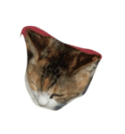 ねこ？！？！？！（個別スタンプ：7）