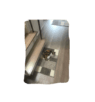 ねこ？！？！？！（個別スタンプ：8）
