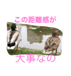 鳥さん達（個別スタンプ：8）