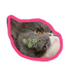 ケムリキャット（個別スタンプ：1）