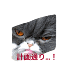 ケムリキャット（個別スタンプ：2）