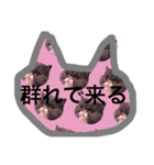 ケムリキャット（個別スタンプ：4）