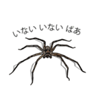 Handsome Spider (J)（個別スタンプ：1）