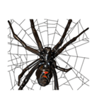 Handsome Spider (J)（個別スタンプ：10）