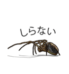 Handsome Spider (J)（個別スタンプ：14）