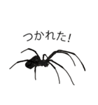Handsome Spider (J)（個別スタンプ：15）