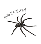 Handsome Spider (J)（個別スタンプ：18）