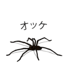 Handsome Spider (J)（個別スタンプ：20）