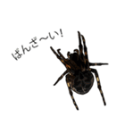 Handsome Spider (J)（個別スタンプ：21）