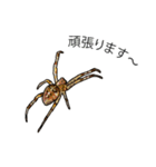 Handsome Spider (J)（個別スタンプ：23）